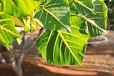 《潜行者：异常》将经典游戏加入画面升级和互动效果